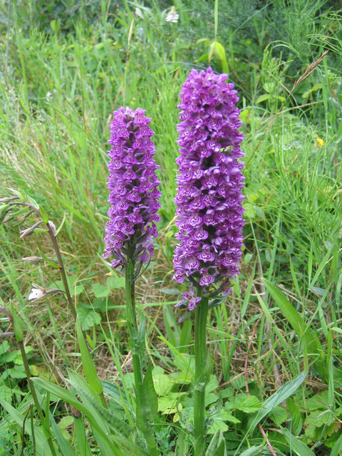 Broad-leaved Marsh Orchid at Newborough... © STEVE POVEY cc-by-sa/2.0 ...