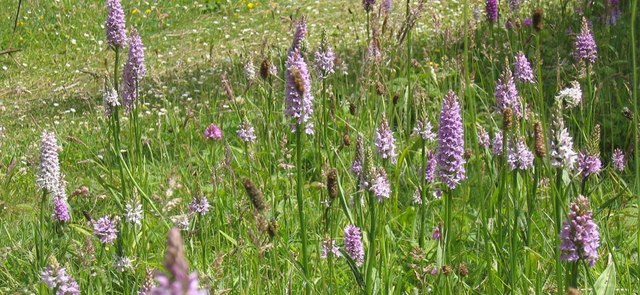 Mixed Orchid species at Newborough Warren, Anglesey.