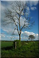 Trees and hedgerow, near Peopleton