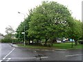 Trees alongside Falside Road