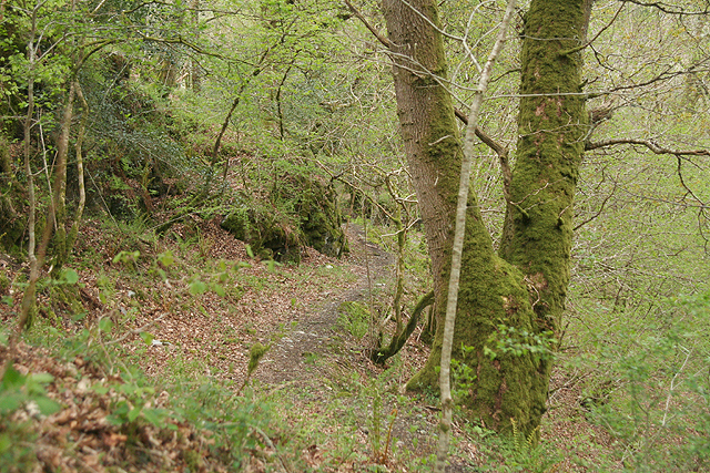Buckland Monachorum: woods near Double Waters