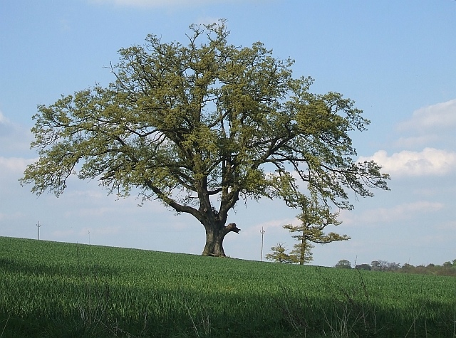 Stately trees, Battlesden