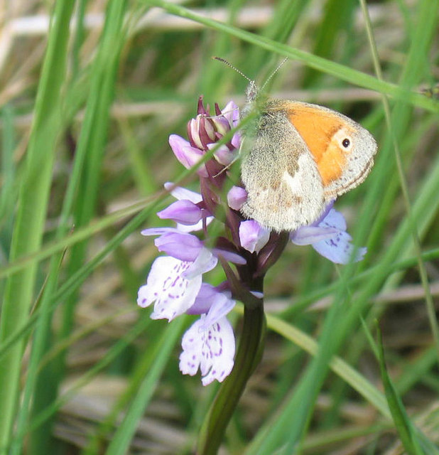 Small Heath Butterfly on Heath Spotted Orchid.
