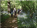 Visitors in Perivale Wood at bluebell time