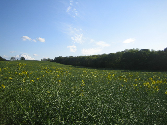 Field near Coppice Lowhill Farm 2