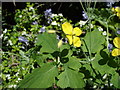 Greater Celandine - Chelidonium majus