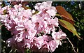 NJ3458 : Cherry Blossom by Anne Burgess