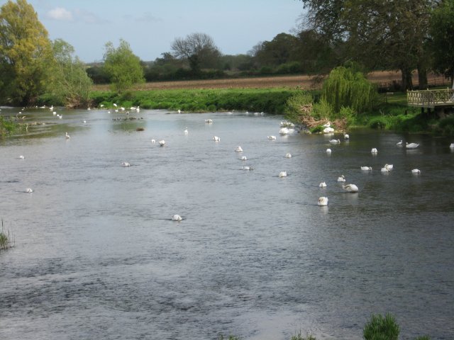 Swans at Crawford Bridge