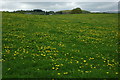 Field of Dandelions