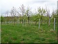 New plantation  near Whitsbury