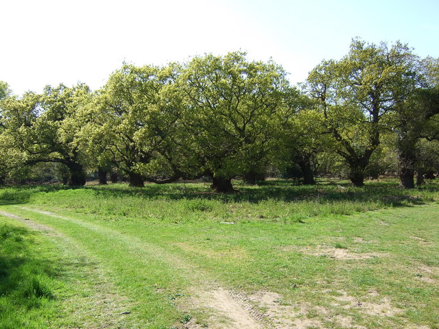 Oak Grove in 'The Thicks', part of Staverton Park
