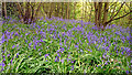 NZ1165 : Bluebell Wood by Andrew Curtis