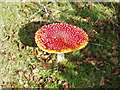 Fly Agaric