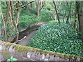 Wild Garlic adorns bank of stream