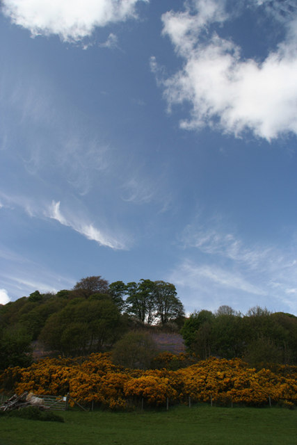 Gorse and bluebells