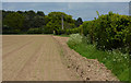 Hedge, field and wood