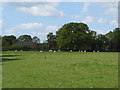 Grazing land east of Barns Green