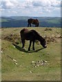 SS8941 : Ponies, Dunkery Beacon by Derek Harper