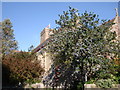 Ceanothus, St Mary the Virgin, Churston Ferrers