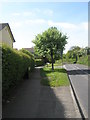 Tree at the junction of Westbourne Road and Oak Meadow Close