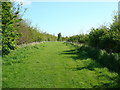 Wide Grassy Path