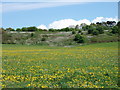 Dandelion Field near Gorse Hill