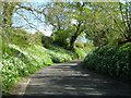 Lane down to Eggardon