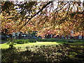 Sunlight on a beech tree