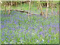 Bluebells near Whitsbury