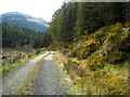 Forest Track in Glen Goil