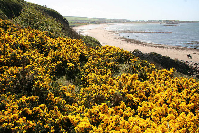 Gorse bushes on the headland © Helen Wilkinson cc-by-sa/2.0 :: Geograph ...