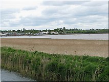 SX9687 : Reed beds between the Exeter Canal and the Exe estuary by Sarah Charlesworth