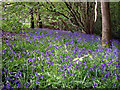 Bluebells, Holmbury St Mary