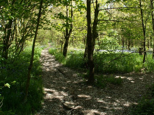 Husband Wood © John Fielding cc-by-sa/2.0 :: Geograph Britain and Ireland