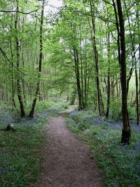 Footpath, Darwell Wood © Simon Carey :: Geograph Britain and Ireland