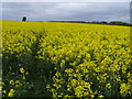 Footpath through a field of oilseed rape