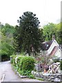 Araucaria tree and house