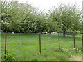 Orchard in Barrowden