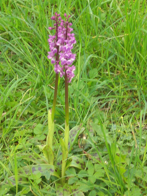 Wild Orchid near Wookey