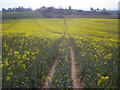 Oil seed rape crop at Hill Farm - 2