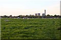 Sheep in a field at Coscote