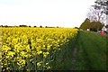 Field of rape near West Hagbourne