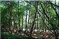 Woodland & Bluebells by Tower Rd