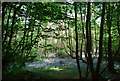 Bluebells in the woods, Tower Rd