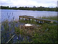 Nesting swan on Lurgan Park Lake.