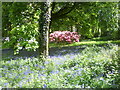 Beautiful Bluebells