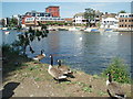 Canada Geese near Kingston River Bridge