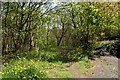 On The Old Railway Line At Galashiels