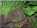 Hedgehog, (Erinaceus europaeus), Bishopstone