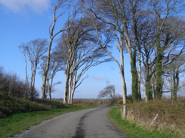 Trees on the avenue to Tintern Abbey